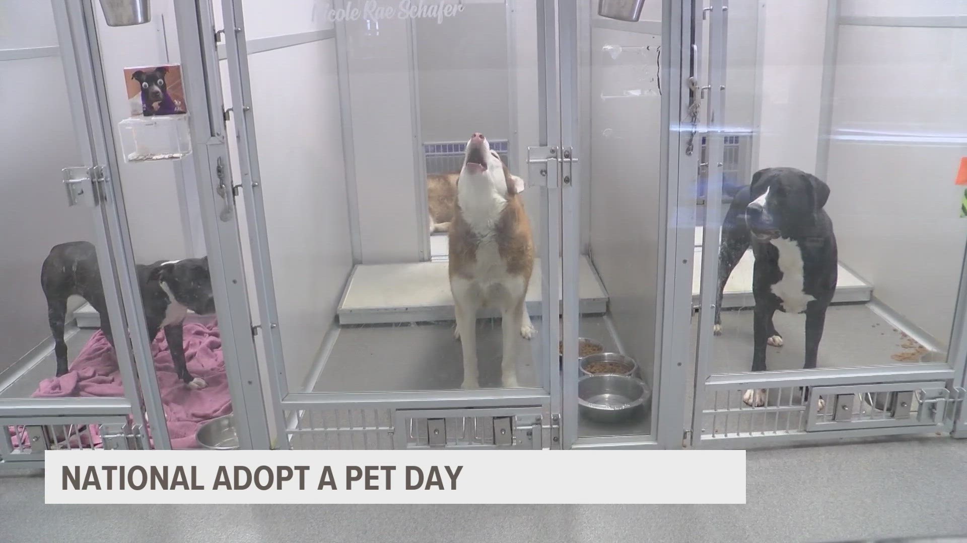 Local 5 stopped by the Animal Rescue League of Iowa to see some of the furry friends looking for a new home.