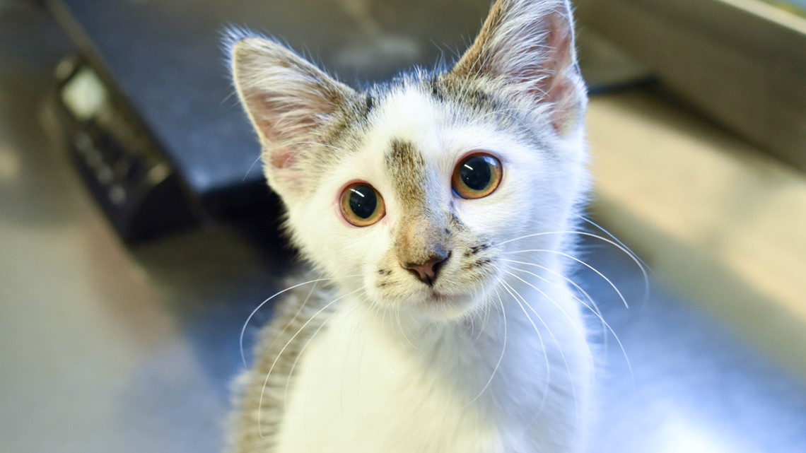West Des Moines looks for contractor to care for domesticated cats and kittens