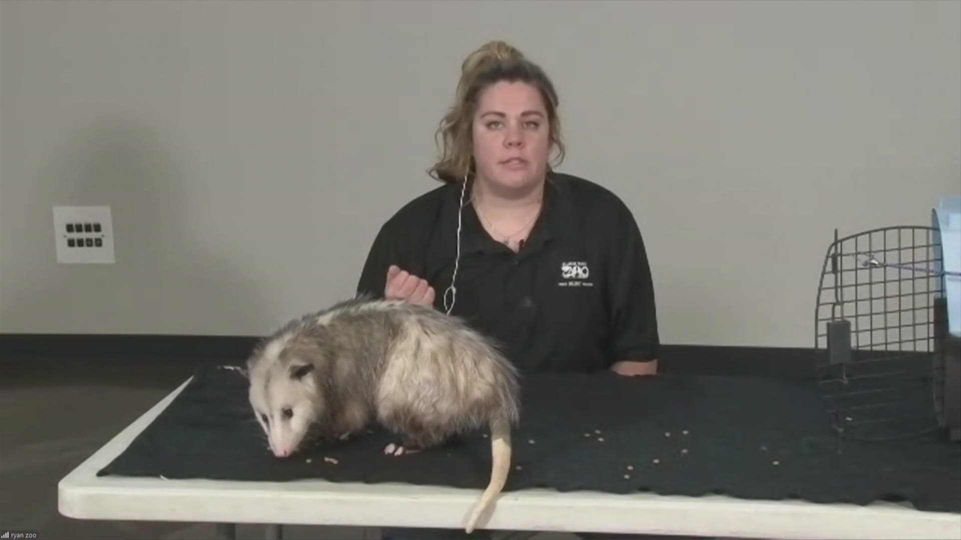 Julia Bingham from the Blank Park Zoo introduces you to J.J. the United State's ONLY marsupial and learn if it is a Possum or an Opossum!