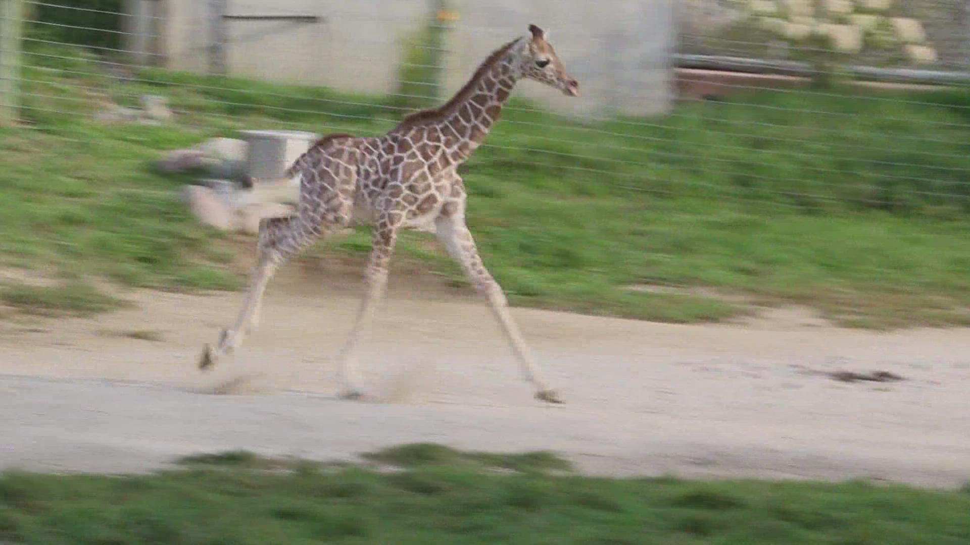 Bakari, the baby giraffe born at the Blank Park Zoo last month, takes his first steps OUTSIDE! Plus Halloween Zoo Brew & Night Eyes. | Sponsored Content