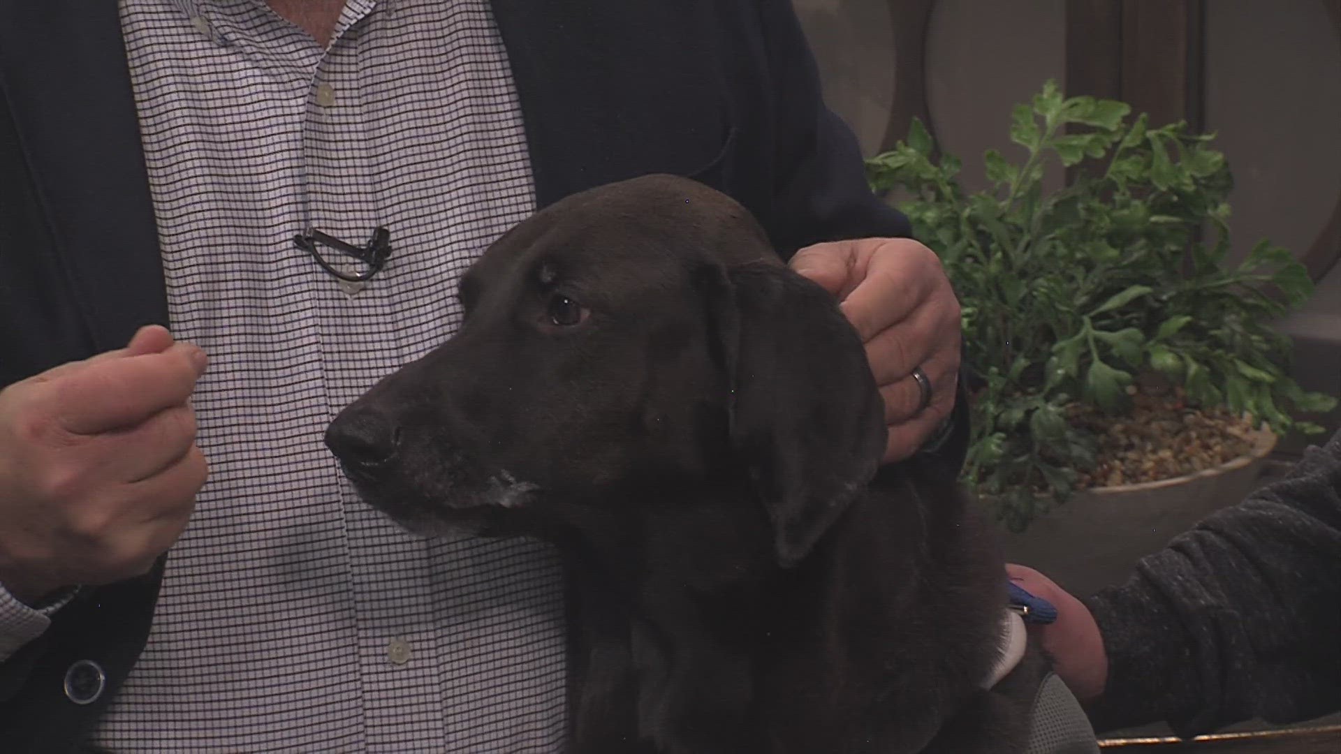 Meet ABBY, the doggie who was on Iowa Live 3/8/24 and ADOPTED within the hour after getting back to ARL! Learn about Hoops & Howls, Wellness Clinics and more!