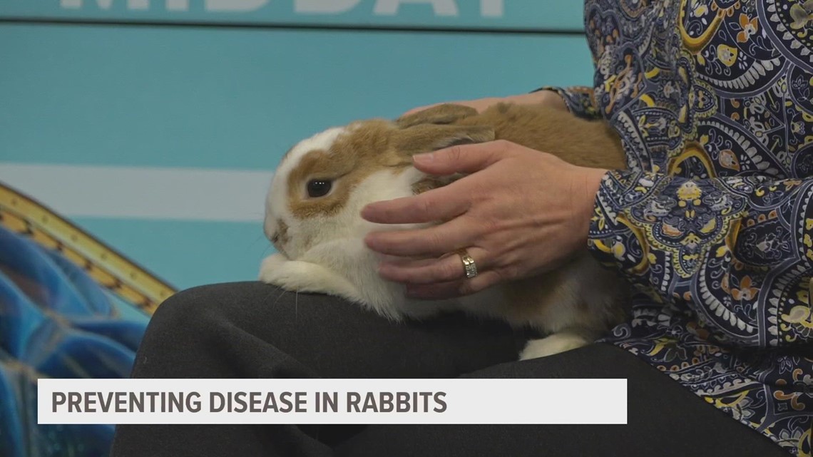 Veterinarian brings awareness to disease in rabbits