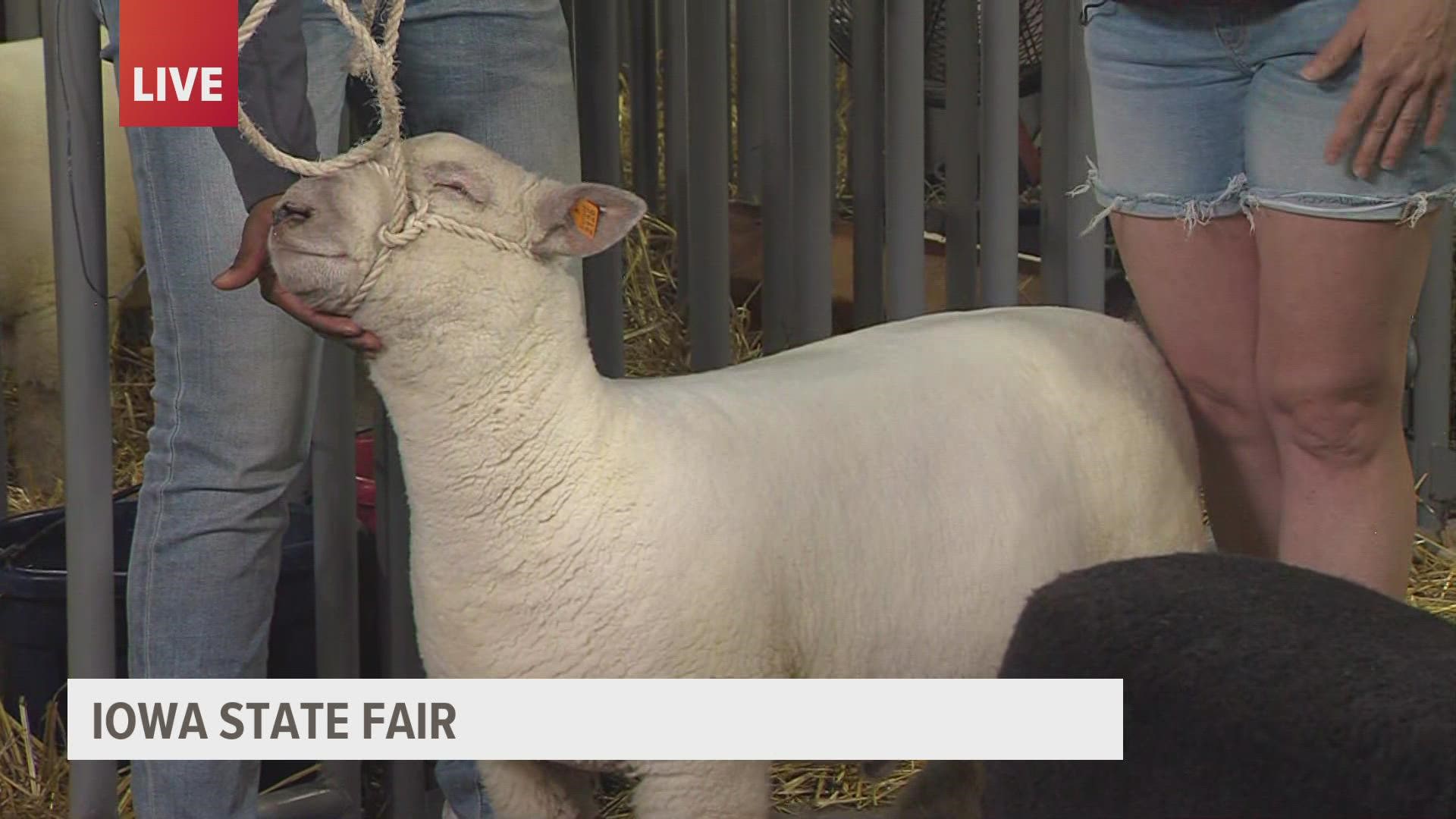 Live with babydoll sheep at the Iowa State Fair!