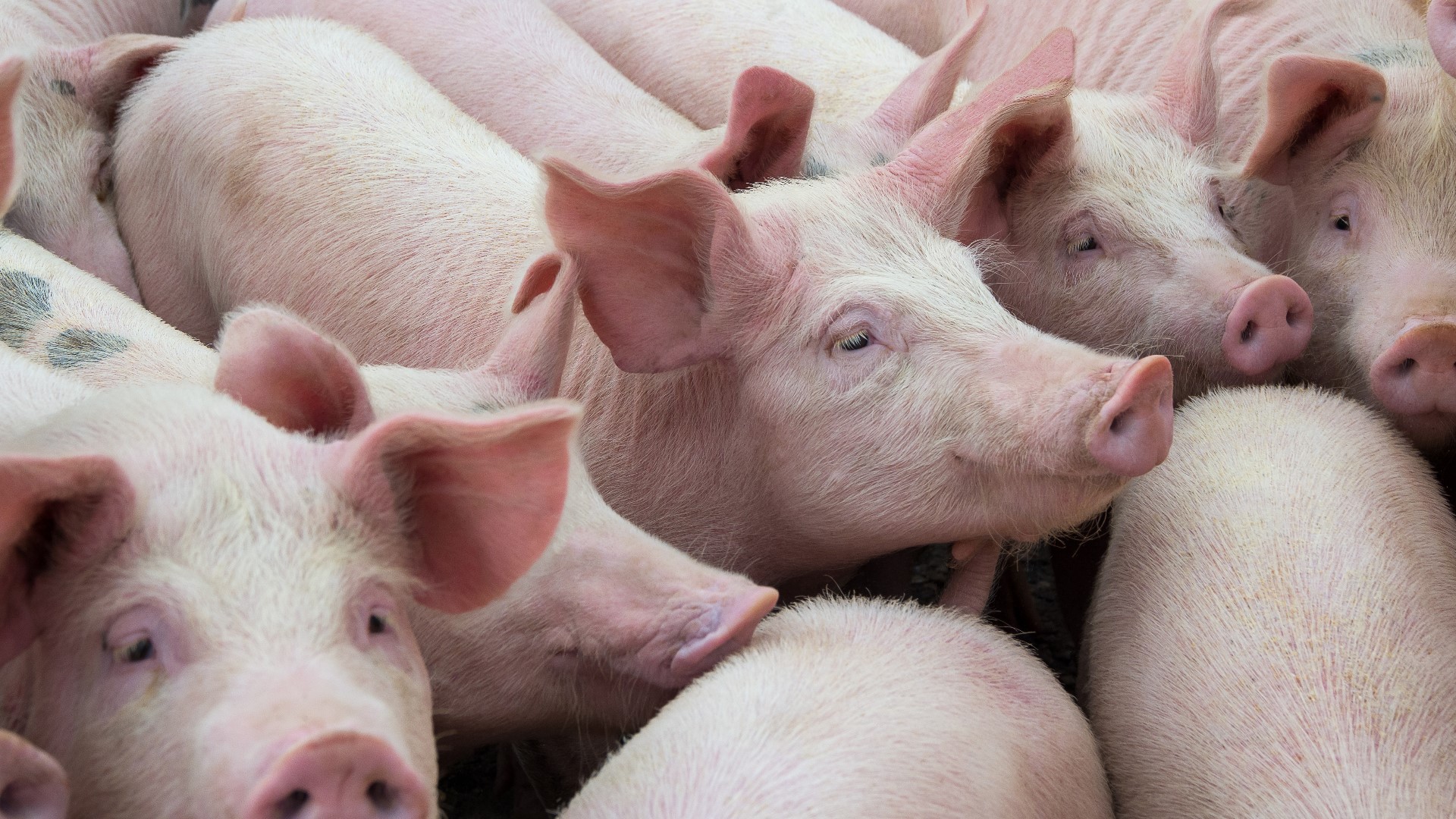 Premium Iowa Pork, based in Hospers, Iowa, bid $13 million to buy the slaughterhouse in Windom, which is the largest employer in the southwestern Minnesota town.