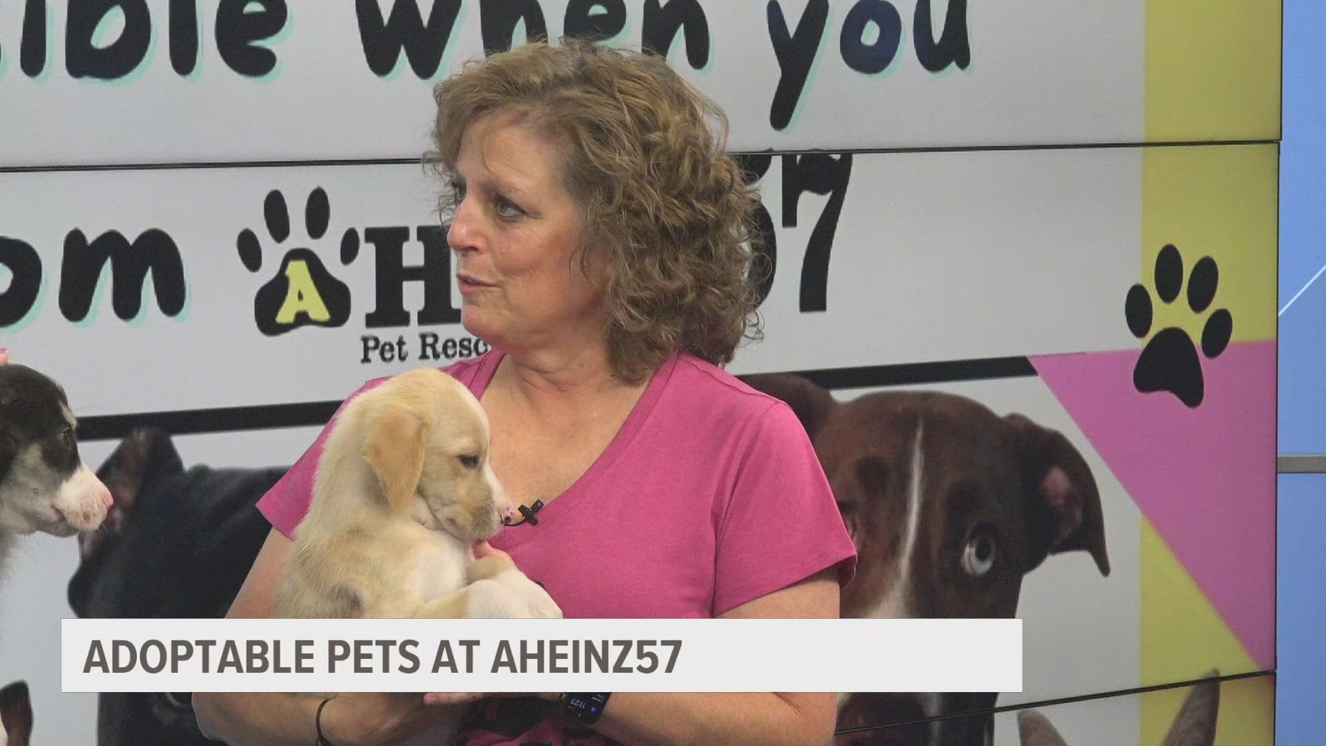 Amy Heinz with AHeinz 57 stopped by the Local 5 studio to show off two husky-lab mixes that are up for adoption.