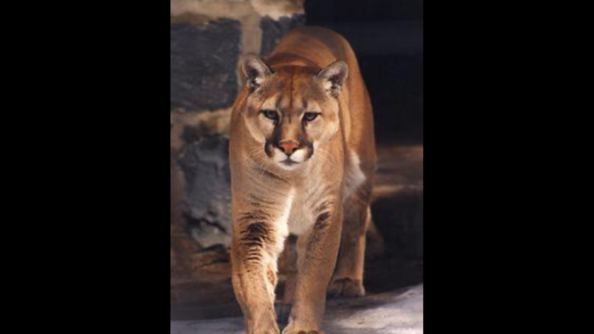 How rare are mountain lion sightings in Iowa?