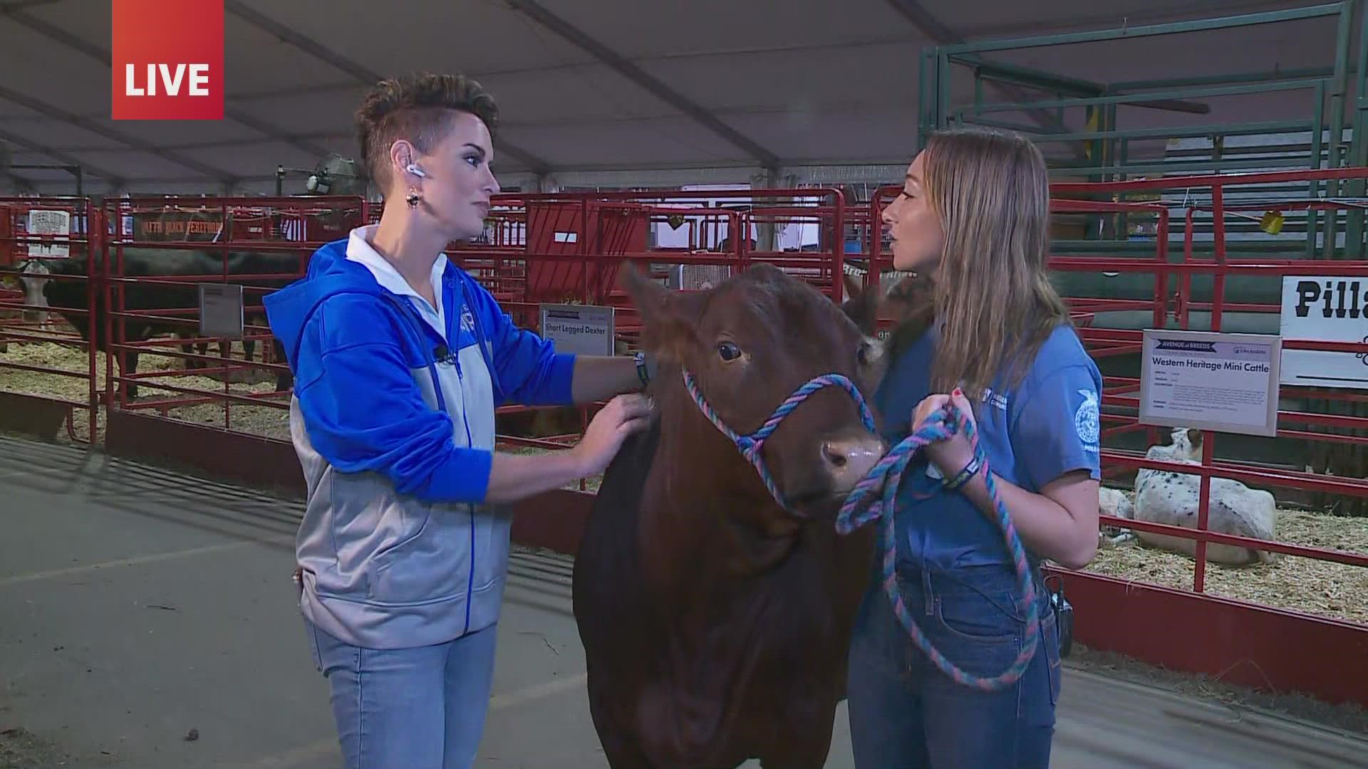 You can get up close to some awesome animals at Avenue of the Breeds, located in the southwest corner of the Iowa State Fair.