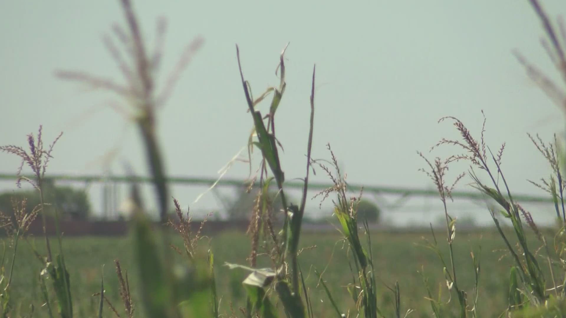Local 5's Matthew Judy reports on how producers across central Iowa have been affected by the destructive storm.