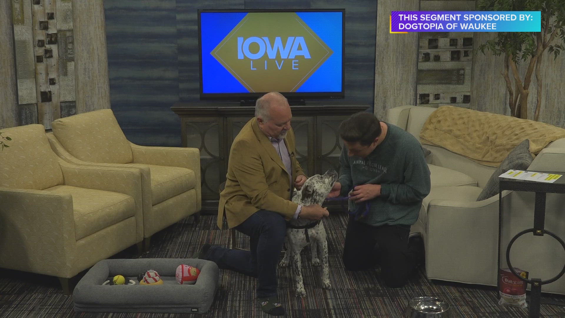 This segment with the Animal Rescue League is brought to you by Dogtopia of Waukee, your premier dog daycare in the metro | Paid Content