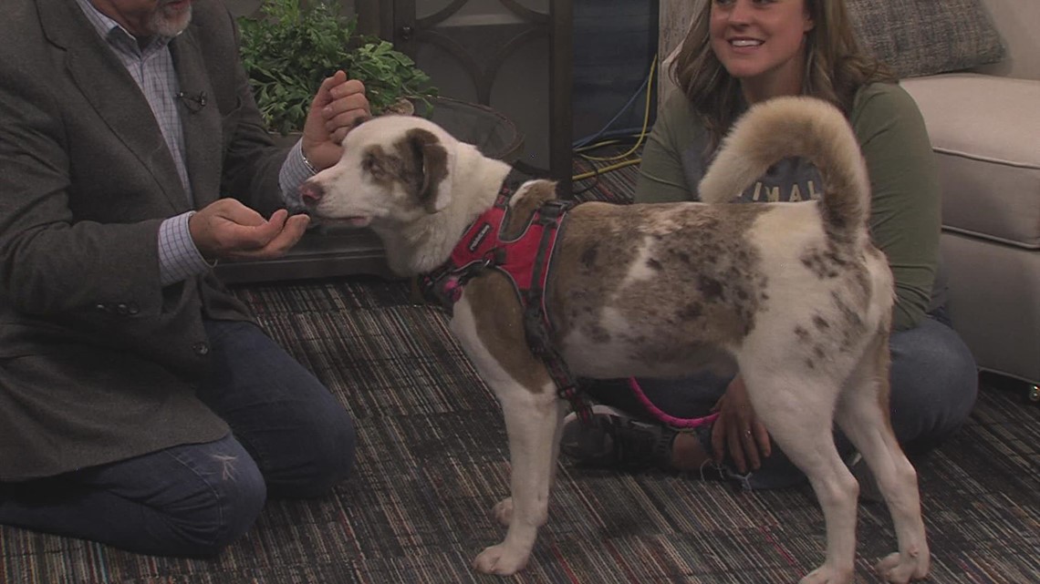 Adopt "Newt" this weekend for only $25 during ARL Home for the Holidays Adoption Event - Vimarsana News