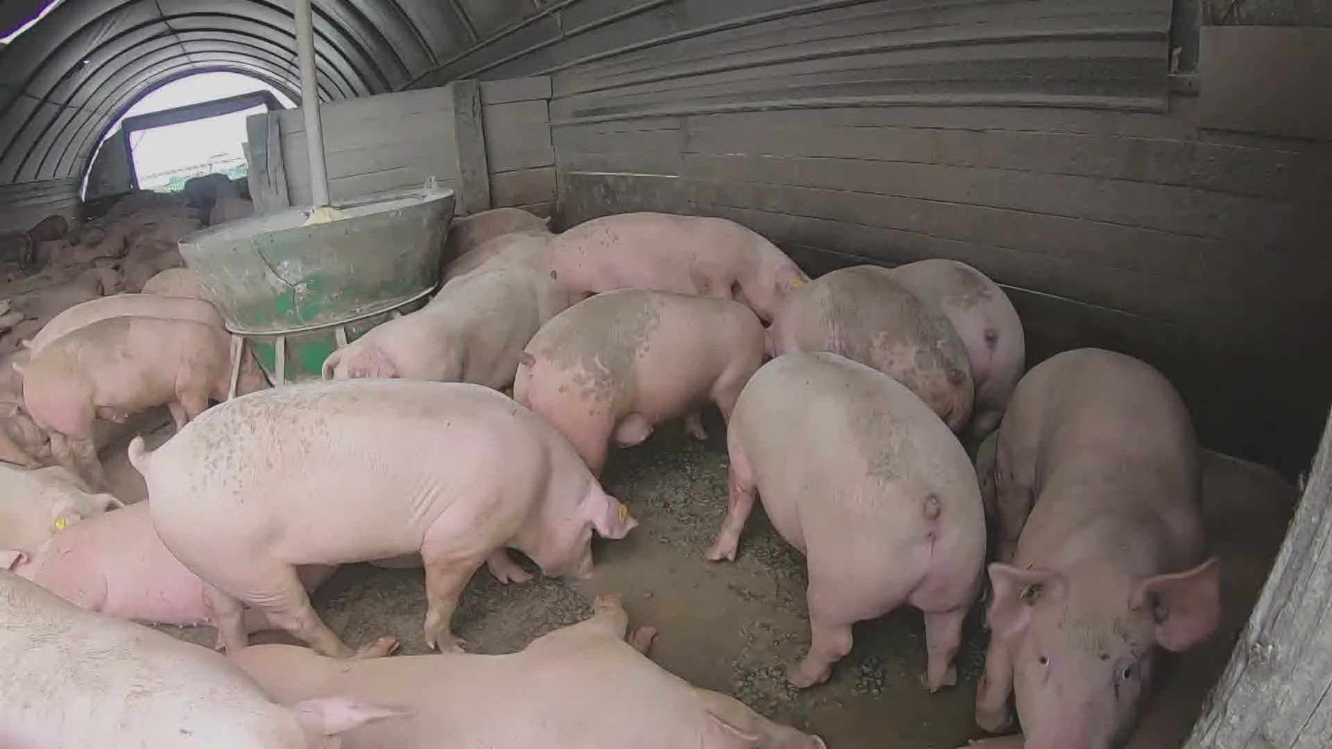 Pig farmers feeling the impact from Monday's derecho storm