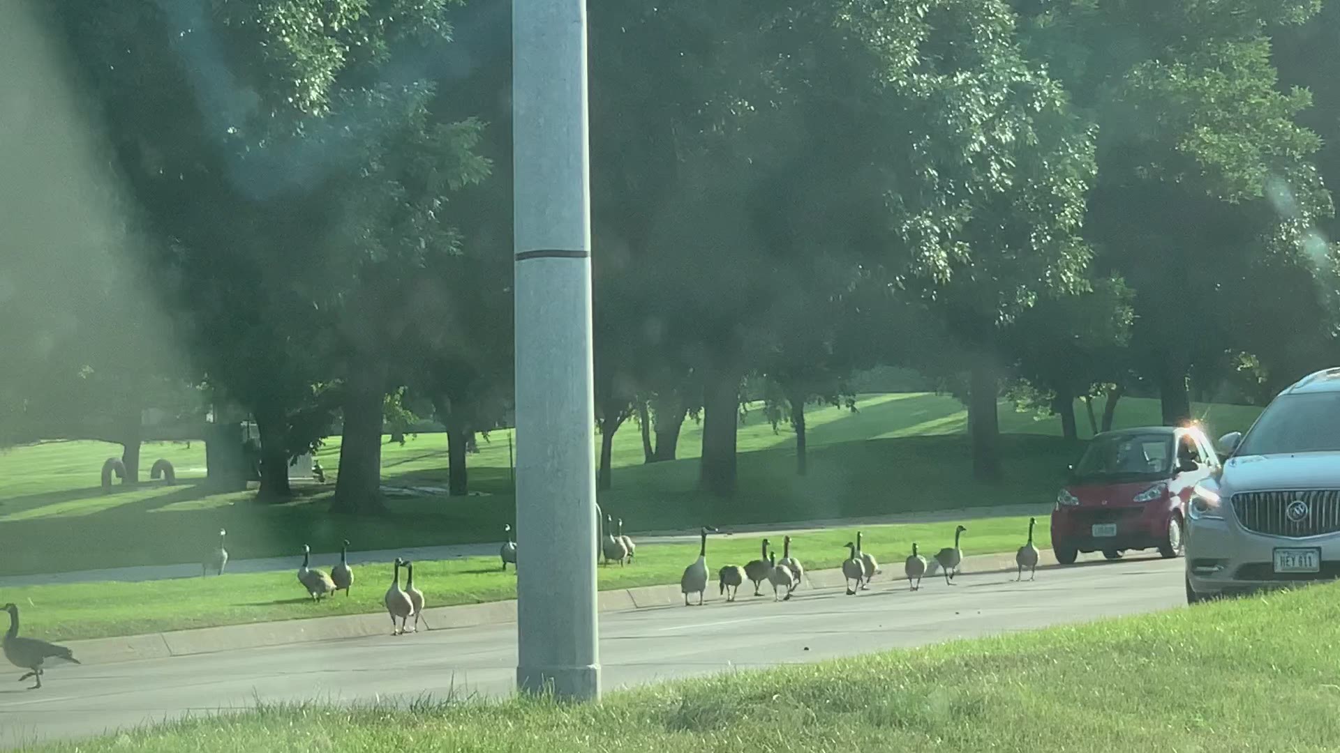 Nothing says 'Summer in Iowa' like a little travel diversion due to geese.