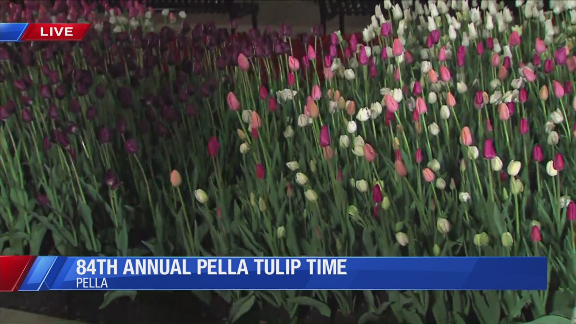 Pella Tulip Time 2019 kicks off today