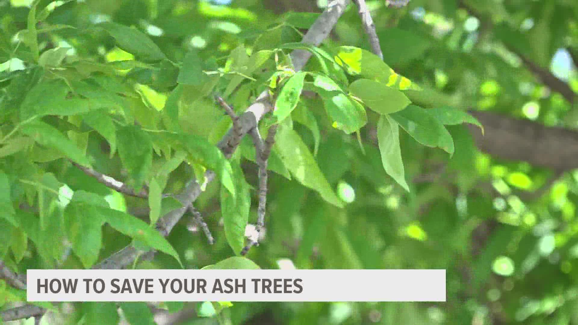 Emerald ash borers were first discovered in Detroit in 2002. Since then, they've spread to all but 8 of Iowa's 99 counties, after first being discovered in 2010.