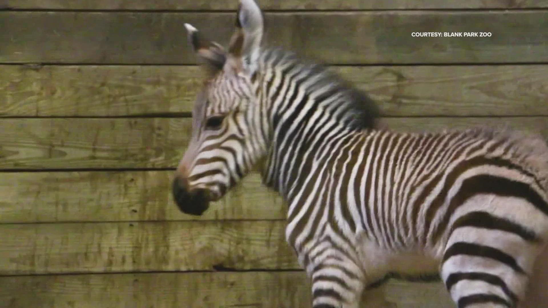 "Dakota" the Hartmann's Mountain Zebra foal and "Perkins" the Addox calf born in past two months at the Blank Park Zoo are now on exhibit for all to enjoy!