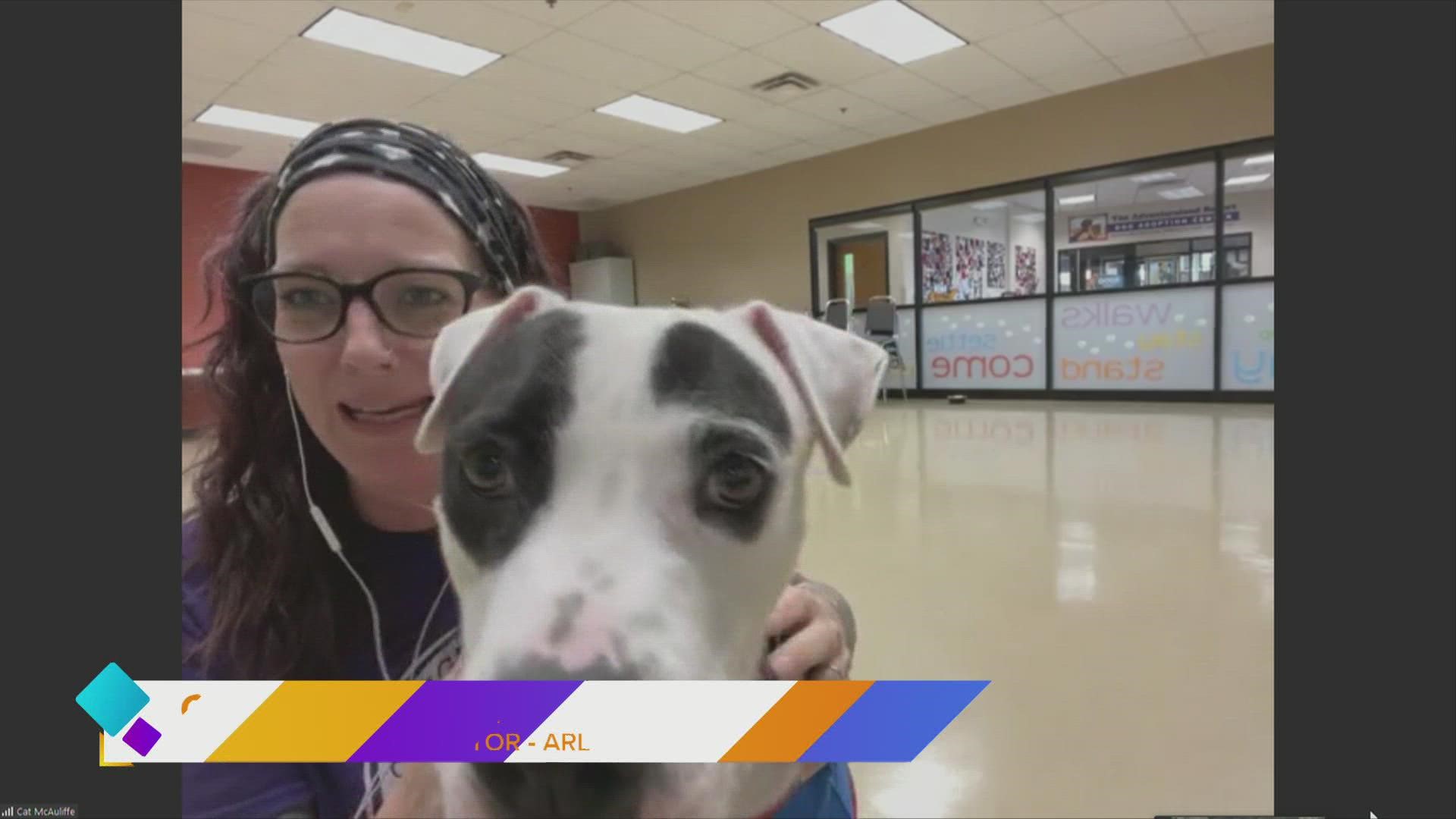 Cat McAuliffe/ARL TheraPets Coordinator introduces us to "Super Dog" (Ariana) who is looking to be adopted before this weekend's ARL Iowa Dog Jog!