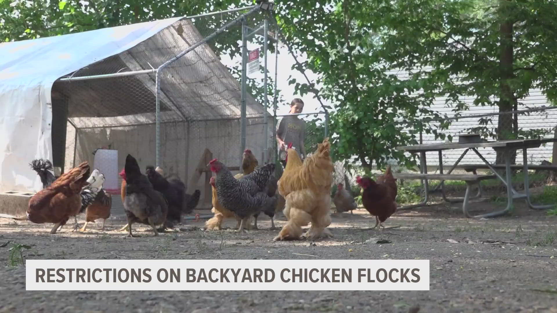 Families cite food insecurity when facing restricted chicken flocks.