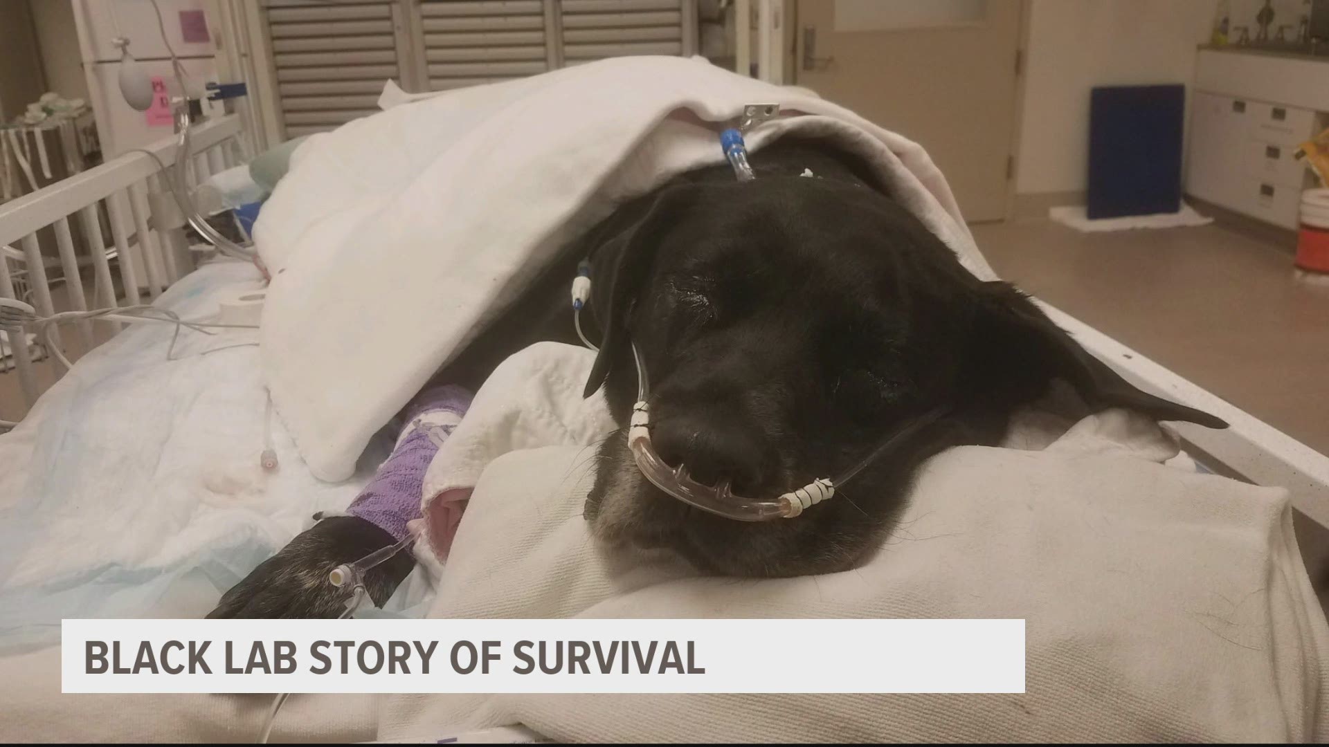 The Boone Humane Society first found the lab abandoned in a park in Boone, pregnant with 21 puppies. None of the puppies survived, but mama is recovering at the vet.