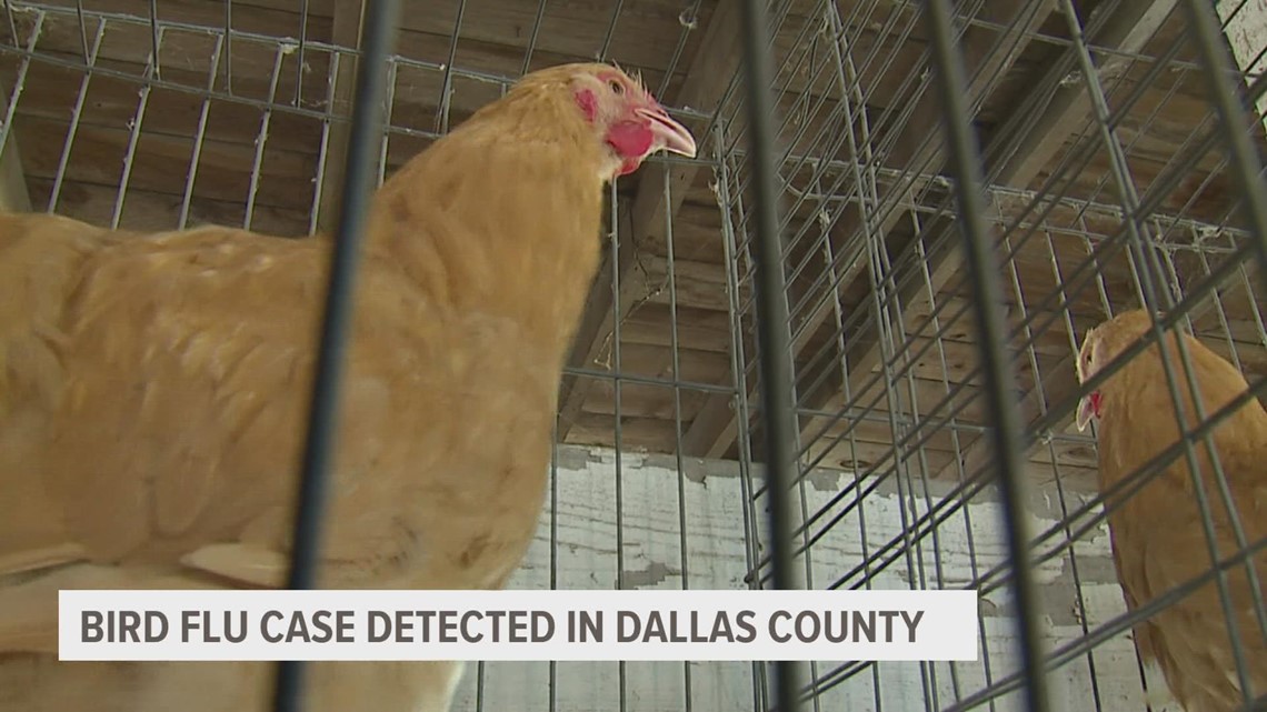 Bird Flu Case Detected In Dallas County | Weareiowa.com