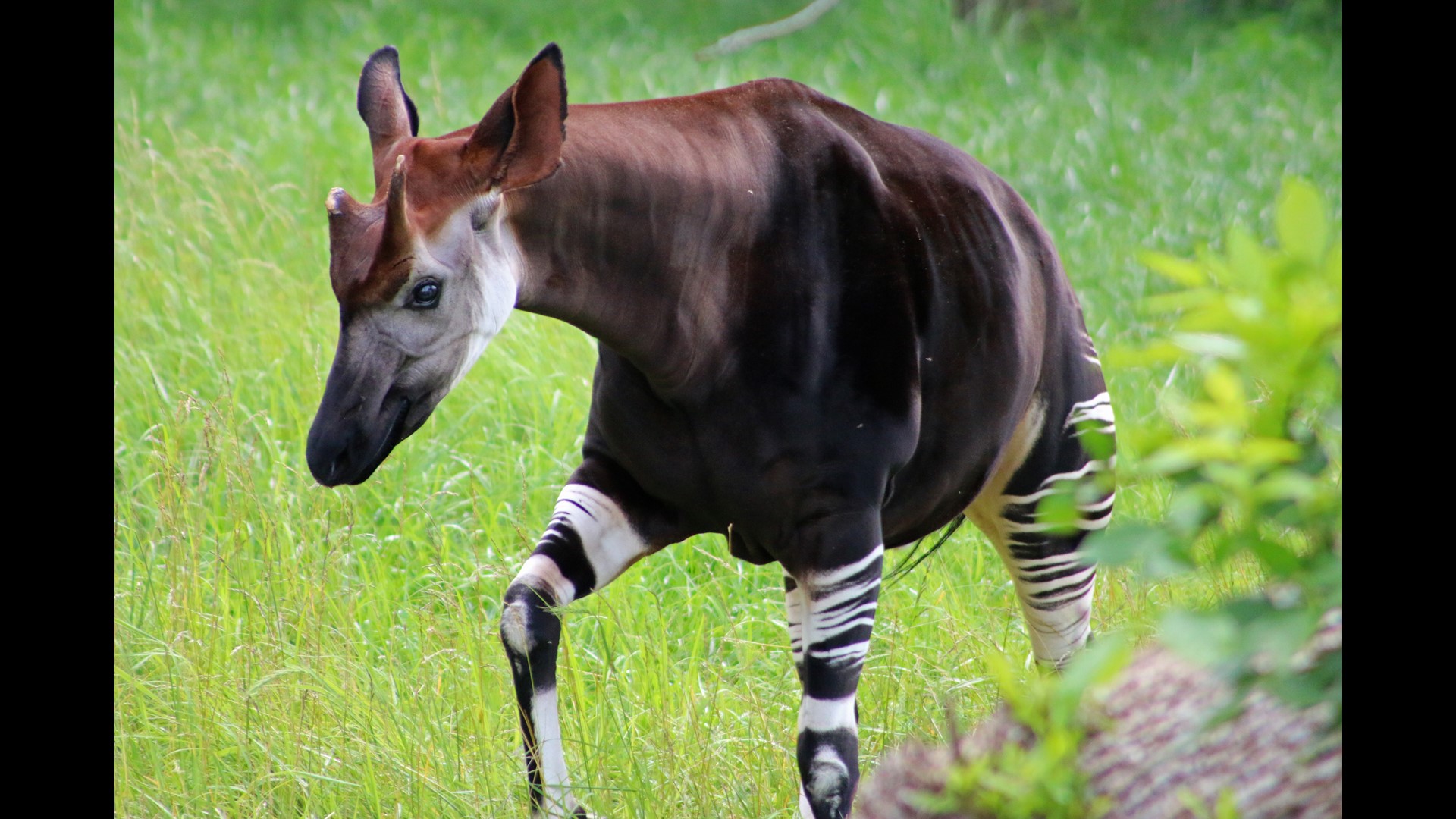 Blank Park Zoo euthanizes okapi following injuries sustained on Friday