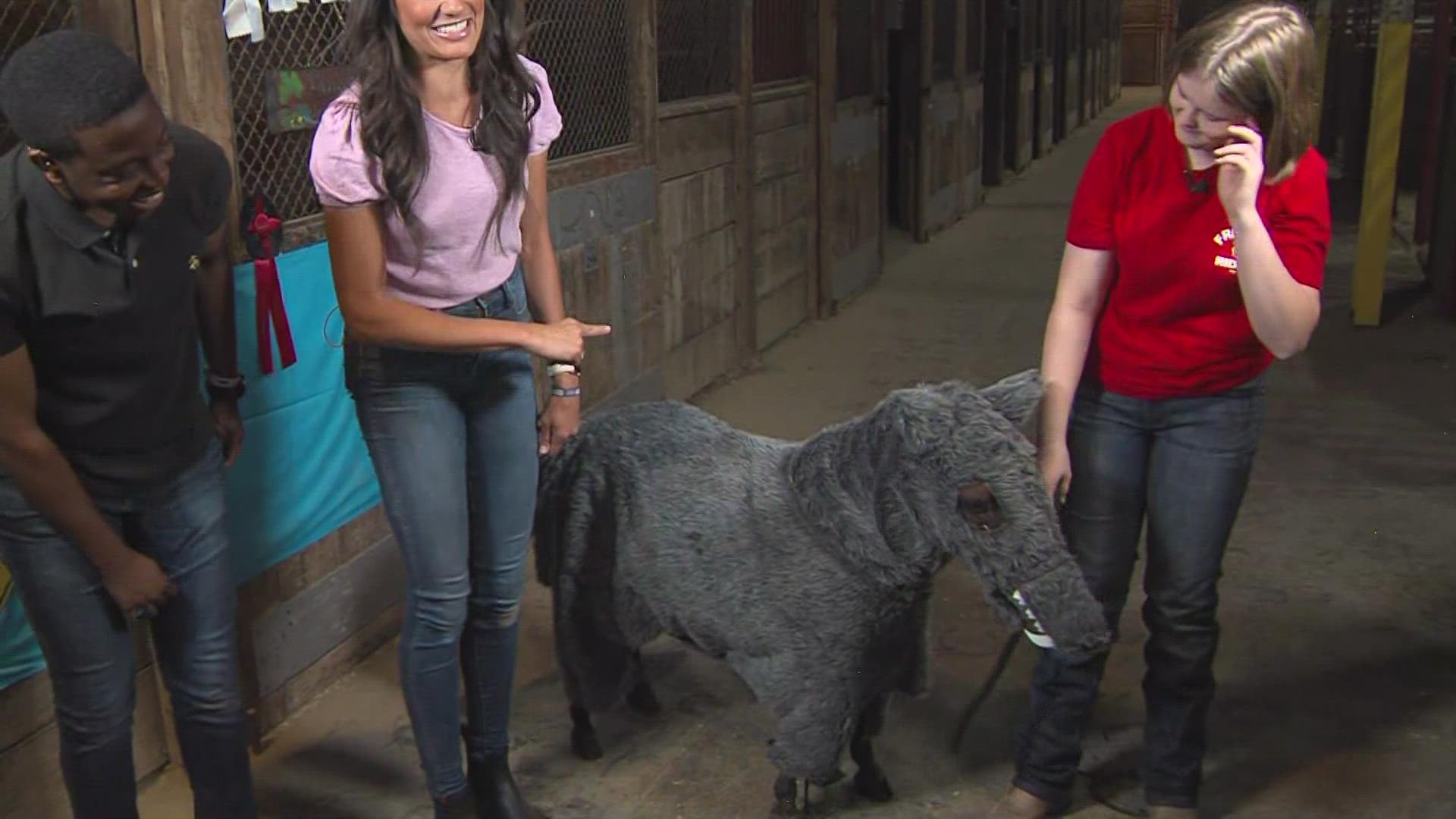 The "Good Morning Iowa" team dressed a 21-year-old miniature horse as a wolf. It's one of the costumes the horse wears when competing.