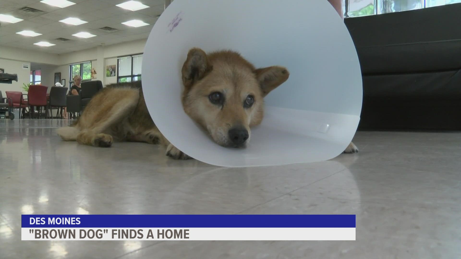 The Perry community had been putting out food and bedding for "Brown Dog" for years, but after breaking his leg the stray finally found his forever home.