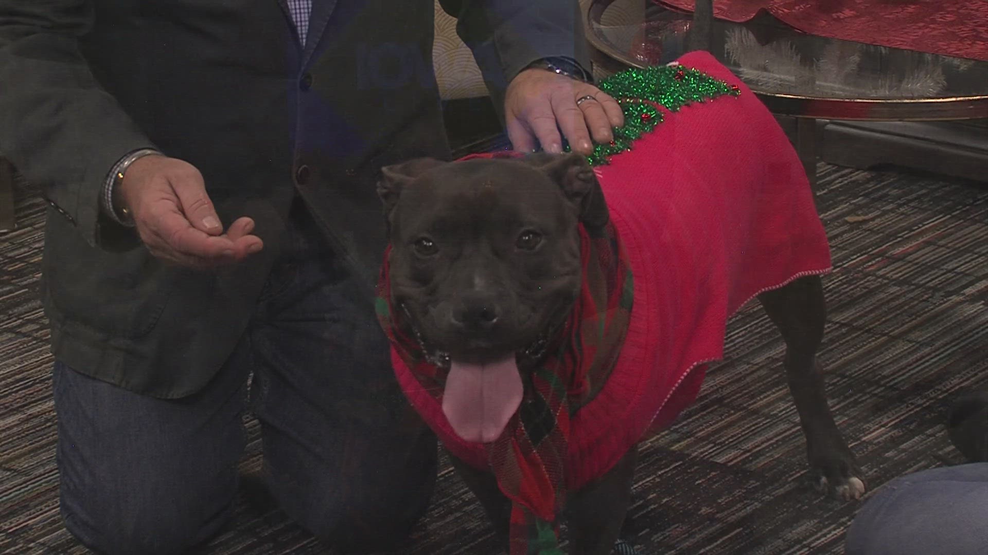 Kathryn Vry, Animal Rescue League of Iowa, stops by with 5 year old loveable doggie named Luna during the Home for the Holidays Adoption event at THIS WEEKEND!