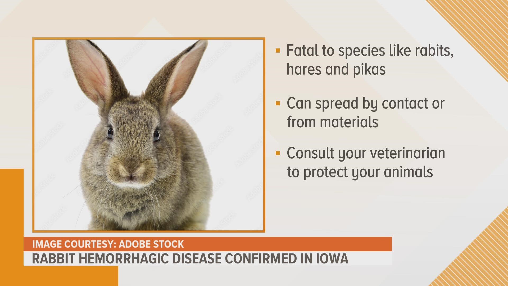The highly contagious viral disease is deadly to species like rabbits, hares and pikas. It can spread by contact with infected rabbits or contaminated materials.