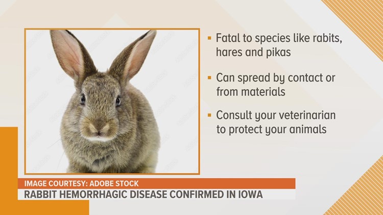 Rabbit Hemorrhagic Disease confirmed in Iowa
