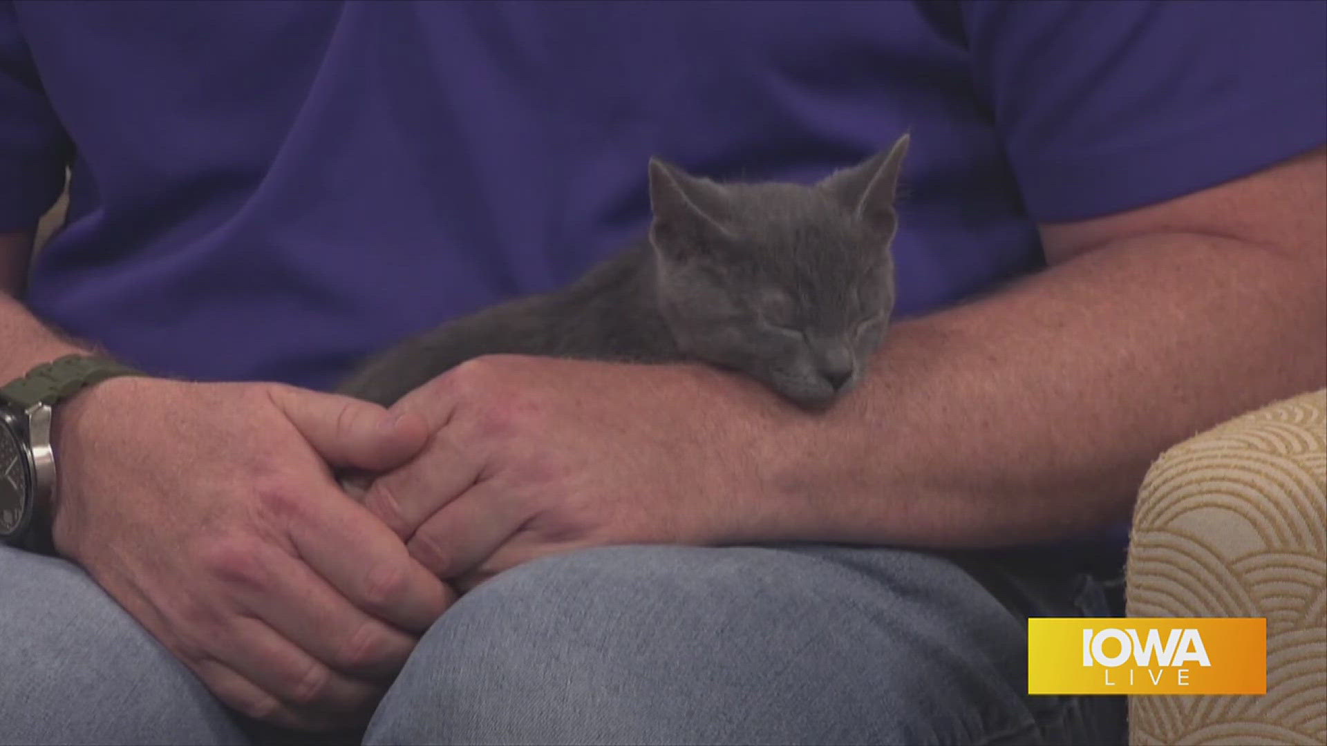Who can adopt out more pets? Take advantage of discounted adoption fees for cats at Coffee Cats or for dogs at PetSmart in Clive tomorrow.
