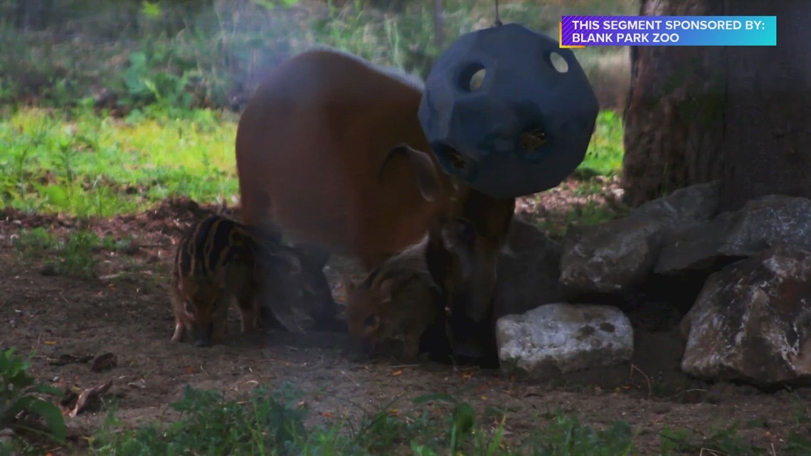 What’s New with the Blank Park Zoo Paid Content