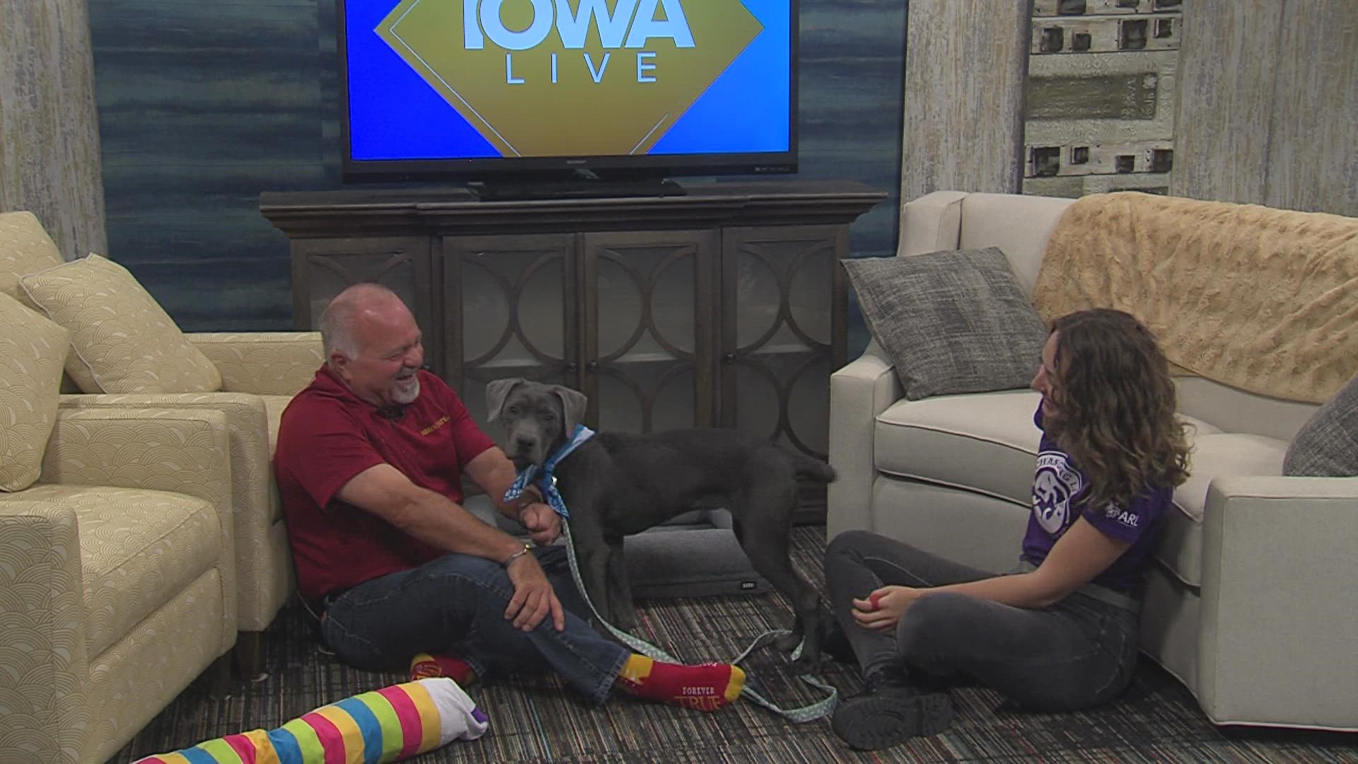 Kathryn Vry, Animal Rescue League of Iowa, visits with Swifty, a one year old Labrador that is looking for a loving forever home. Also, get a DOG TRAINING TIP!