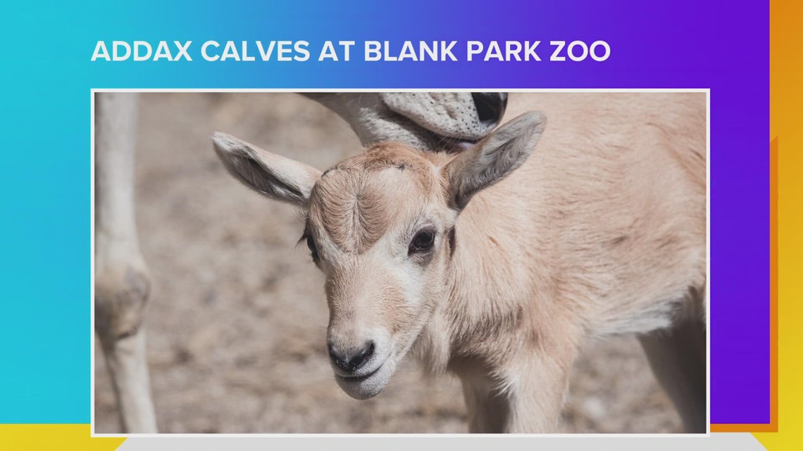 Addax Calves on exhibit and first Zoo Brew of 2022 next Wednesday at