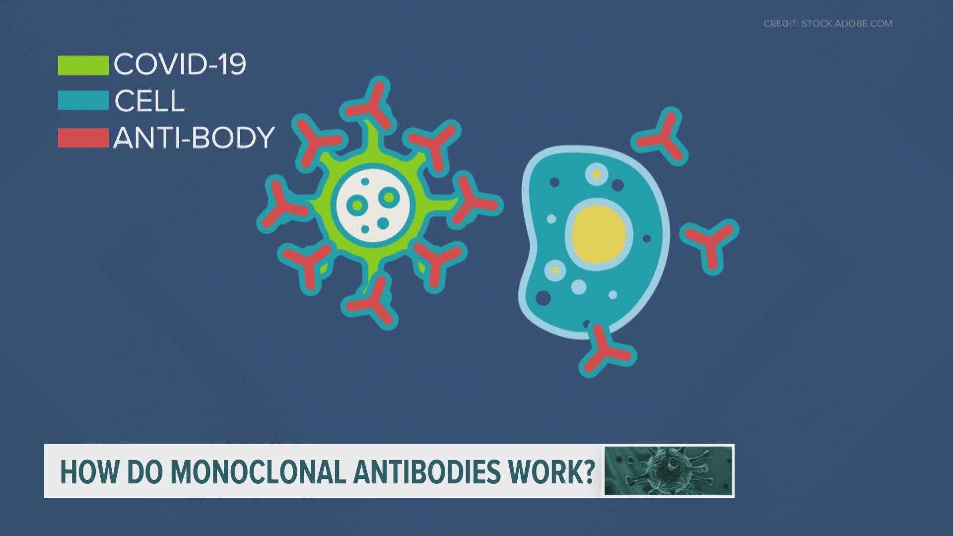 The antibodies work by attaching to the virus and preventing it from infecting other cells, according to experts from the Oregon Health and Science University.