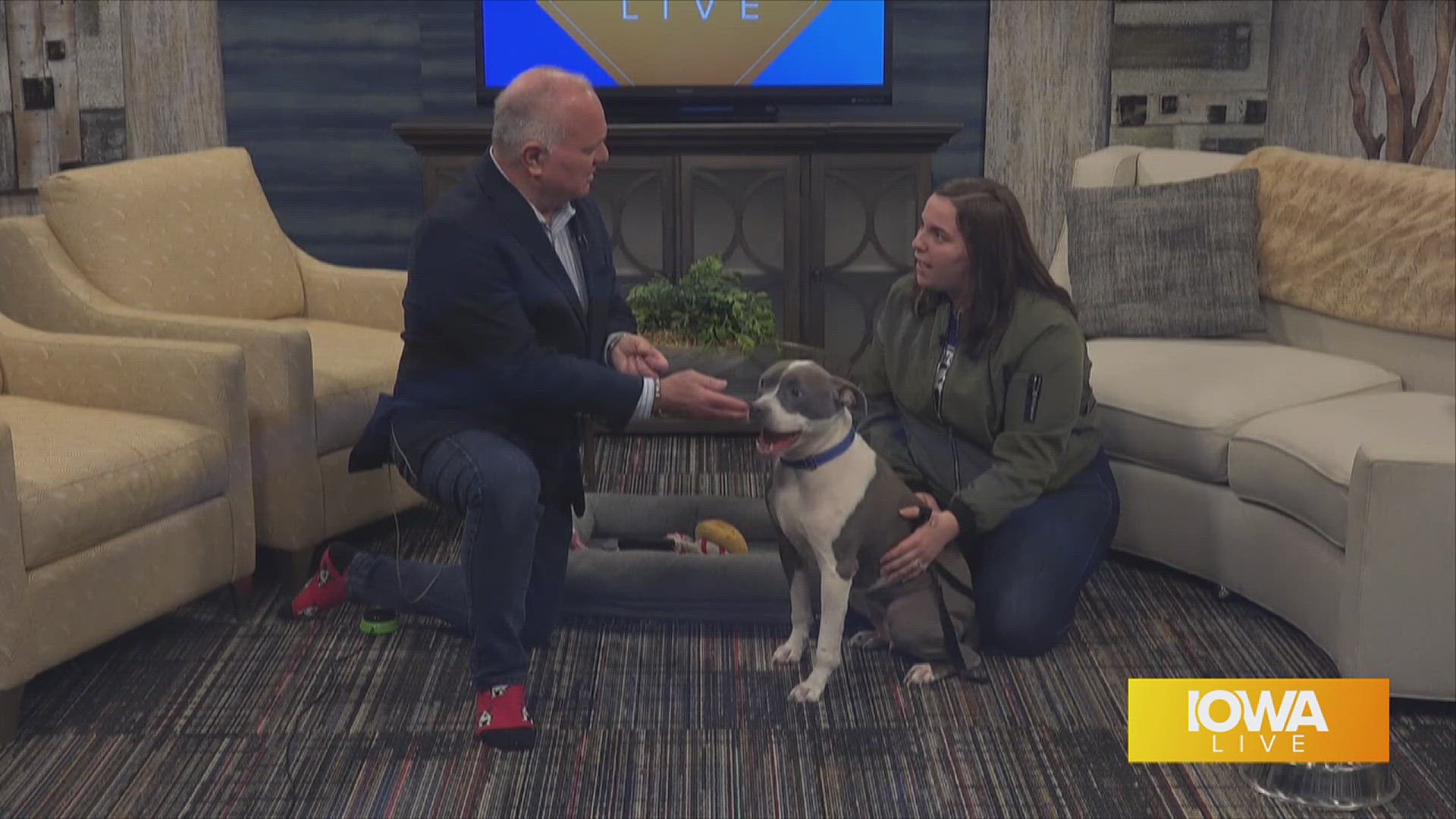 Tristen Haag, ARL of Iowa, visits the studio with Minnie...a 5-year old dog that is of smaller stature but, BIG on personality. MANY adoption events this weekend!