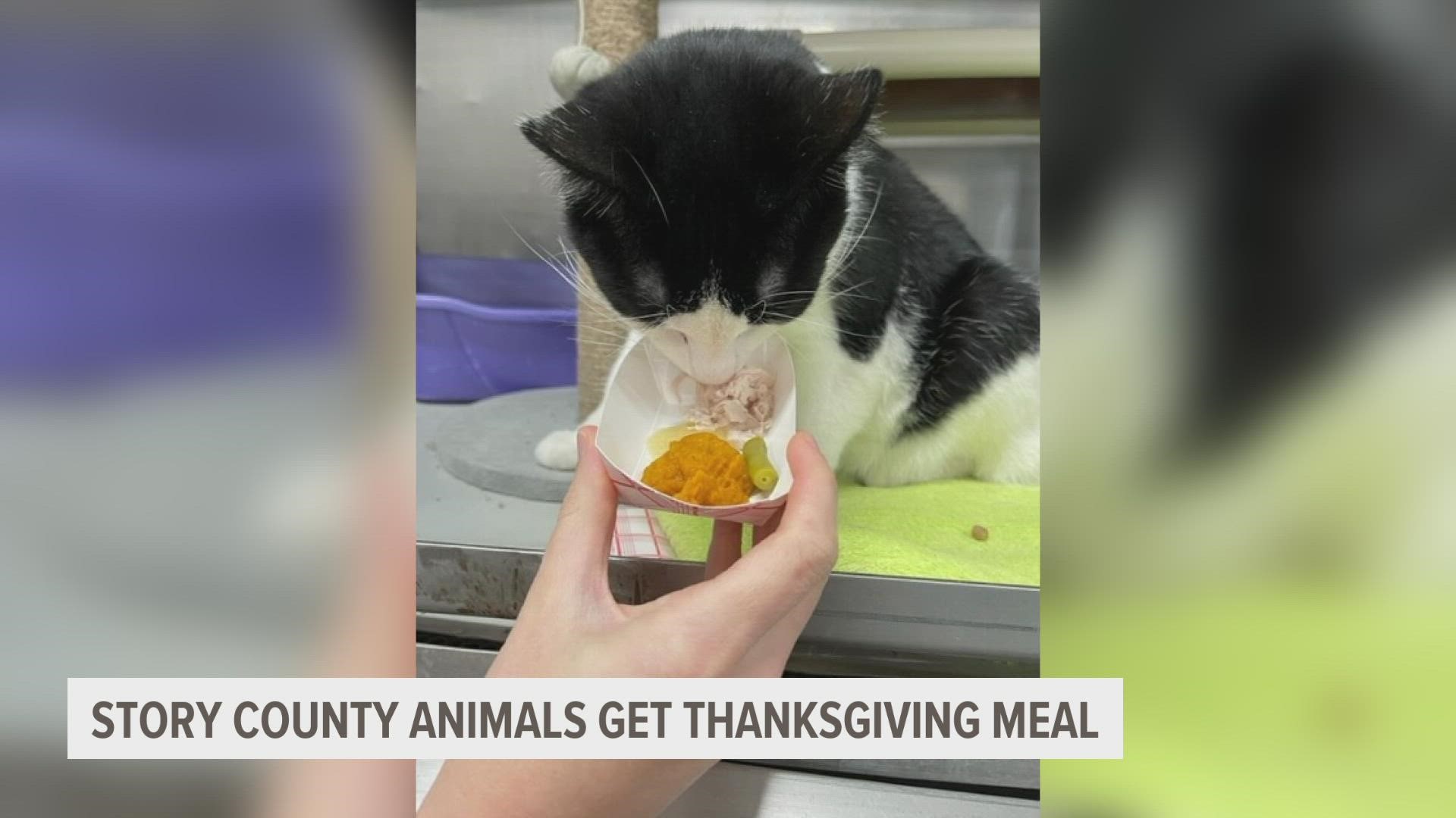 These fancy felines were served turkey, canned pumpkin, apple sauce and even a green bean.