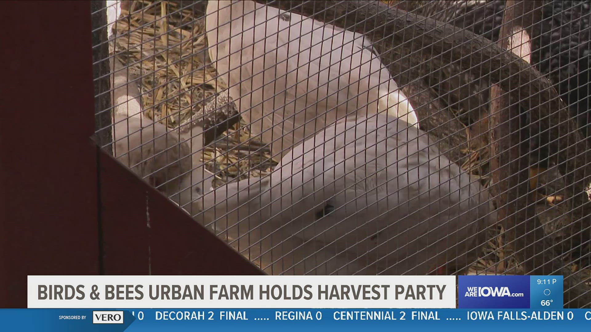 The nonprofit works to educate the community about urban farming and sustainable food.