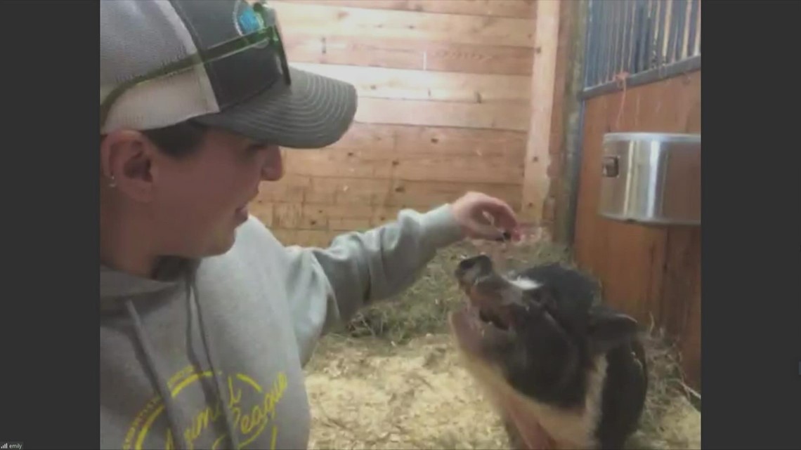 "Billy the Pig" KNOWS TRICKS and is available for adoption PLUS Mother's Day Pottery Classes for ARL of Iowa - Vimarsana News