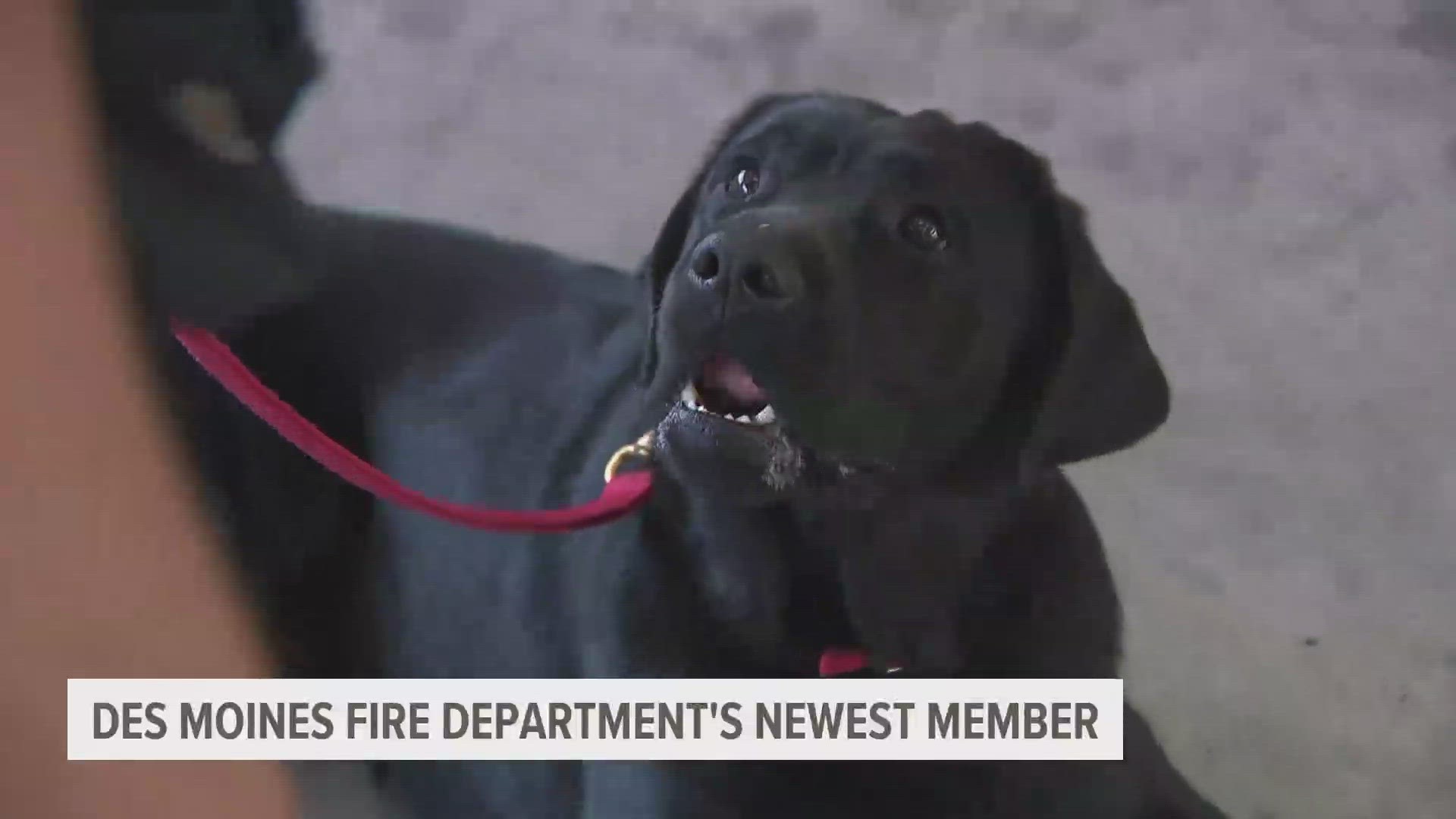 Meet the Des Moines Fire Department's newest member: Yahtzee!