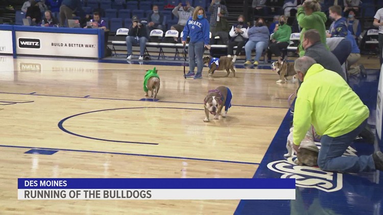 Watch: 'Running of the Bulldogs' at Drake
