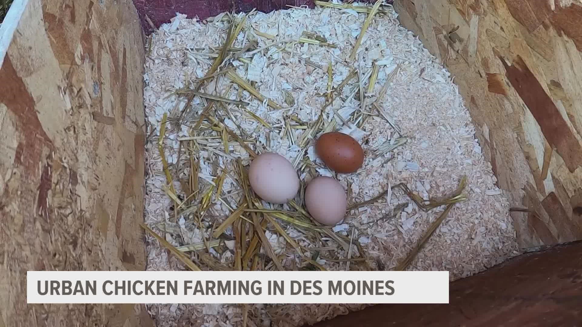 Jodi Valencia-Quezada and her husband have been raising chickens in Des Moines for four years.