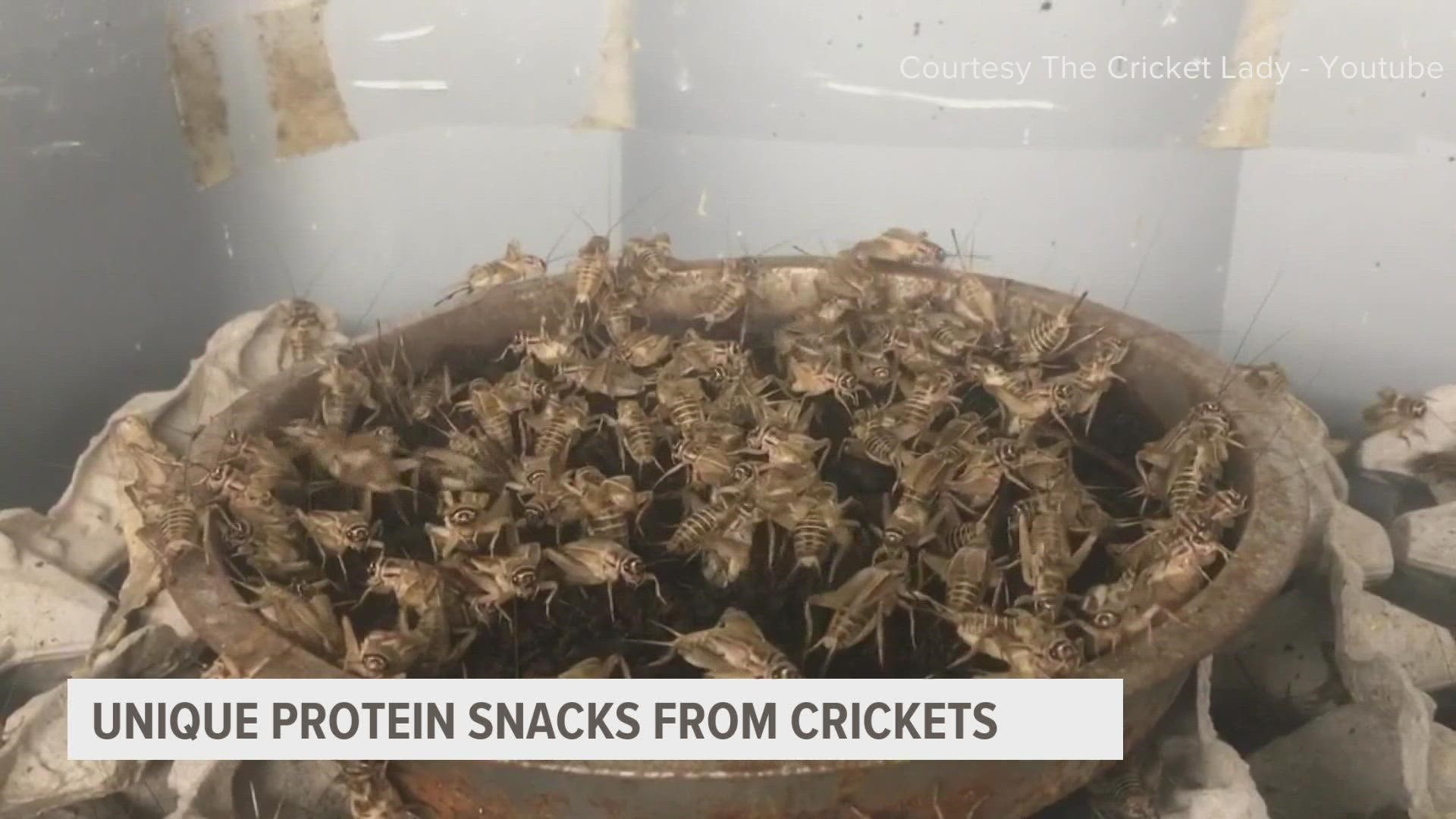 Based in Ames, Gym-N-Eats Crickets makes sustainable alternative protein snacks from farm-raised crickets.