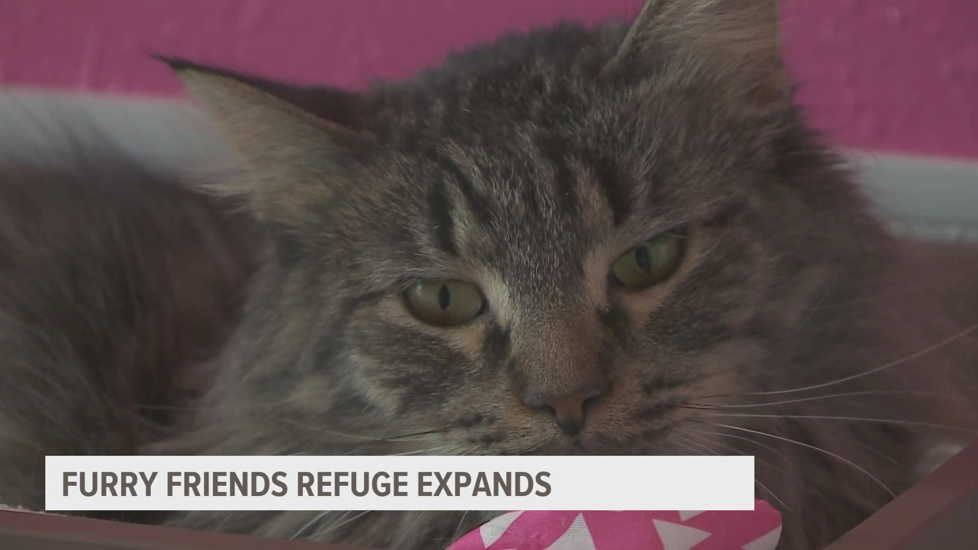 Furry Friends Refuge opens new facility for more room
