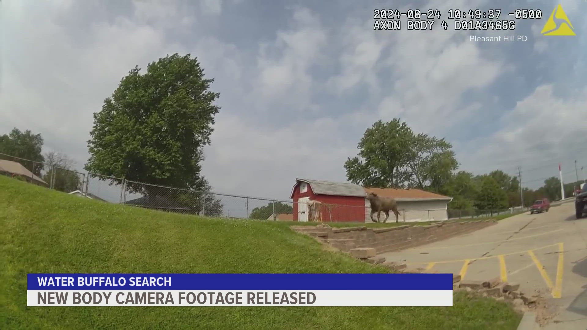 The water buffalo has been pursued by law enforcement for several days.