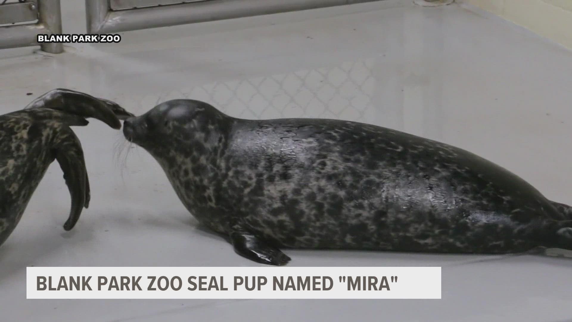 800+ votes were cast to pick the winning name from the following options: Brooks, Mira, Siku and Remi.