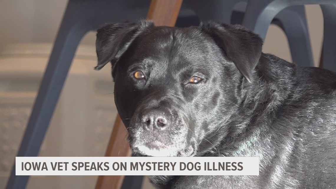 Iowa vet pet owners 'err on the side of caution' as mystery