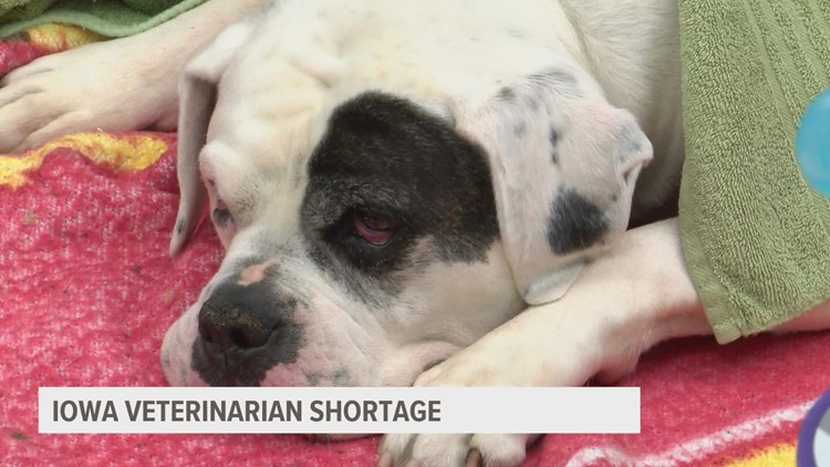 Iowa veterinarians warn of higher costs amid a national veterinarian shortage
