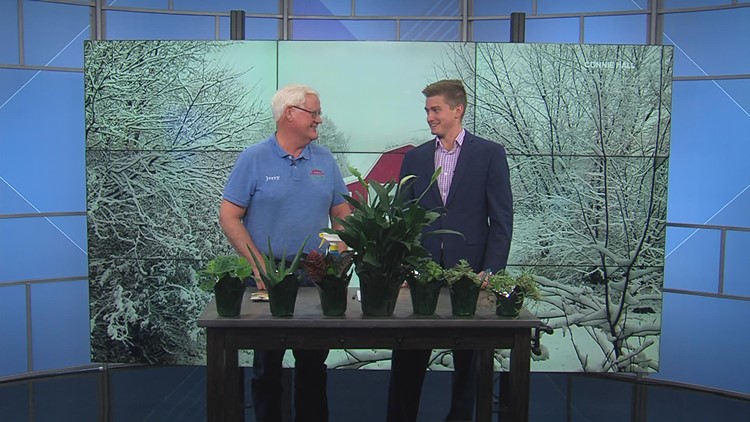 Jerry Holub teaches Local 5 how to care for indoor plants