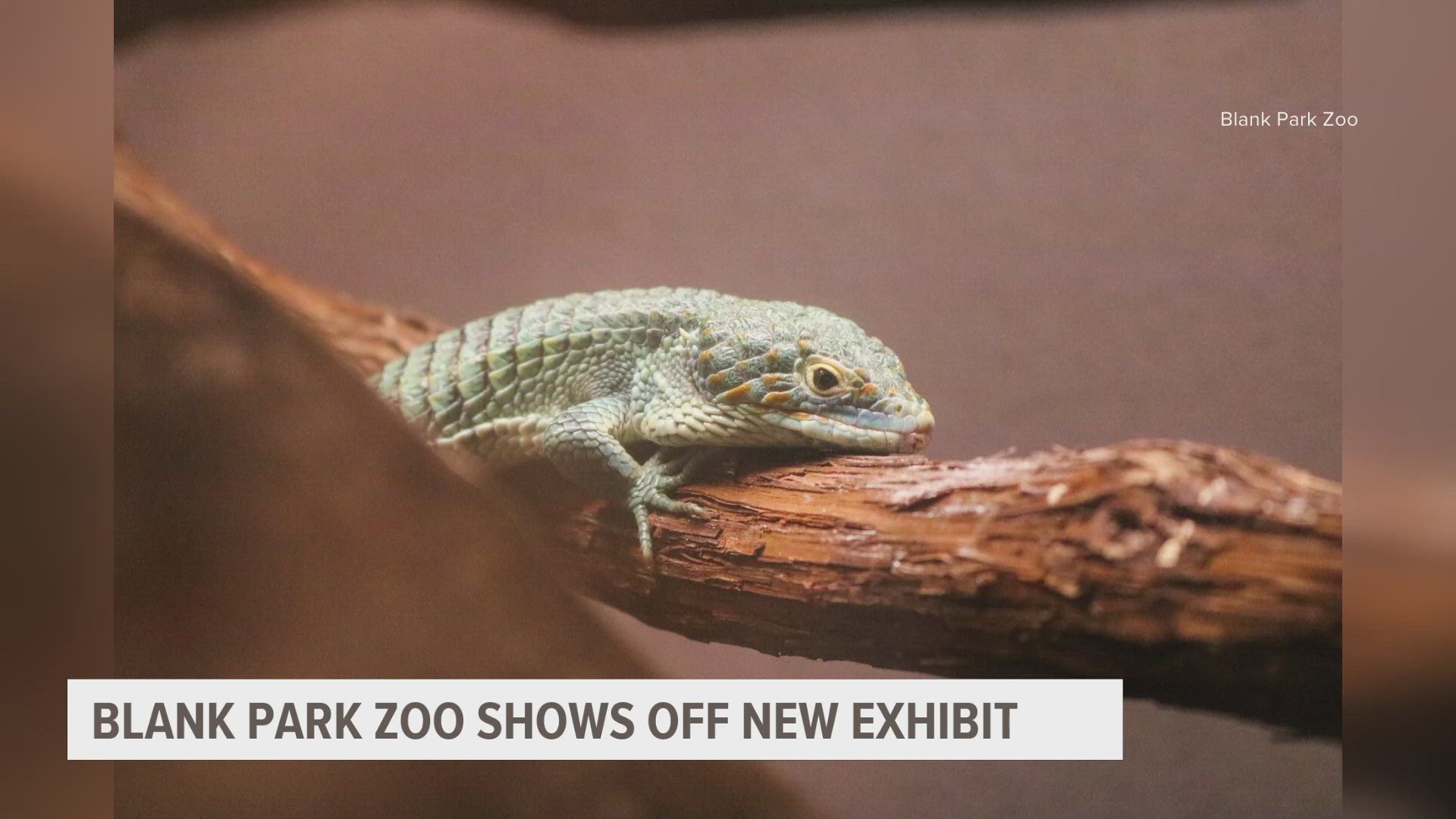 The zoo plans to have the exhibit rotate to offer new things consistently.