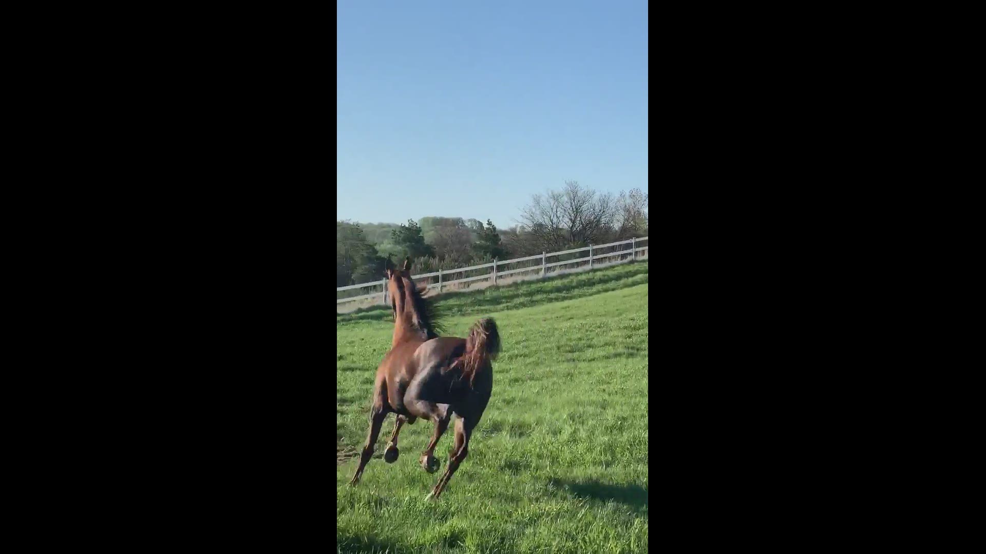 Horse takes a daily run around his pasture every morning